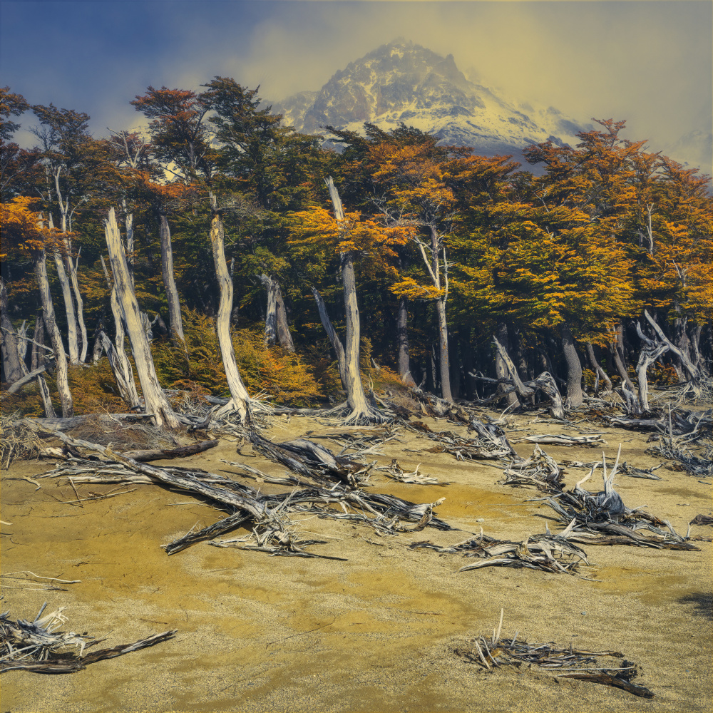 Autumn Forest Mountain by mihai ian nedelcu — canvas wall art