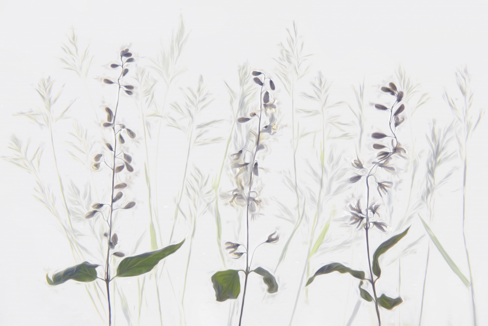 Delicate Plant Whispers by brigitte van krimpen — canvas wall art