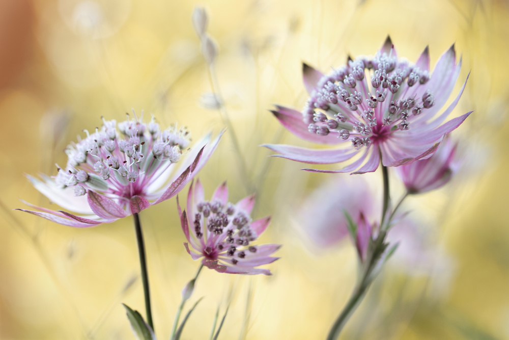 Astrantia Major by Mandy Disher — canvas wall art