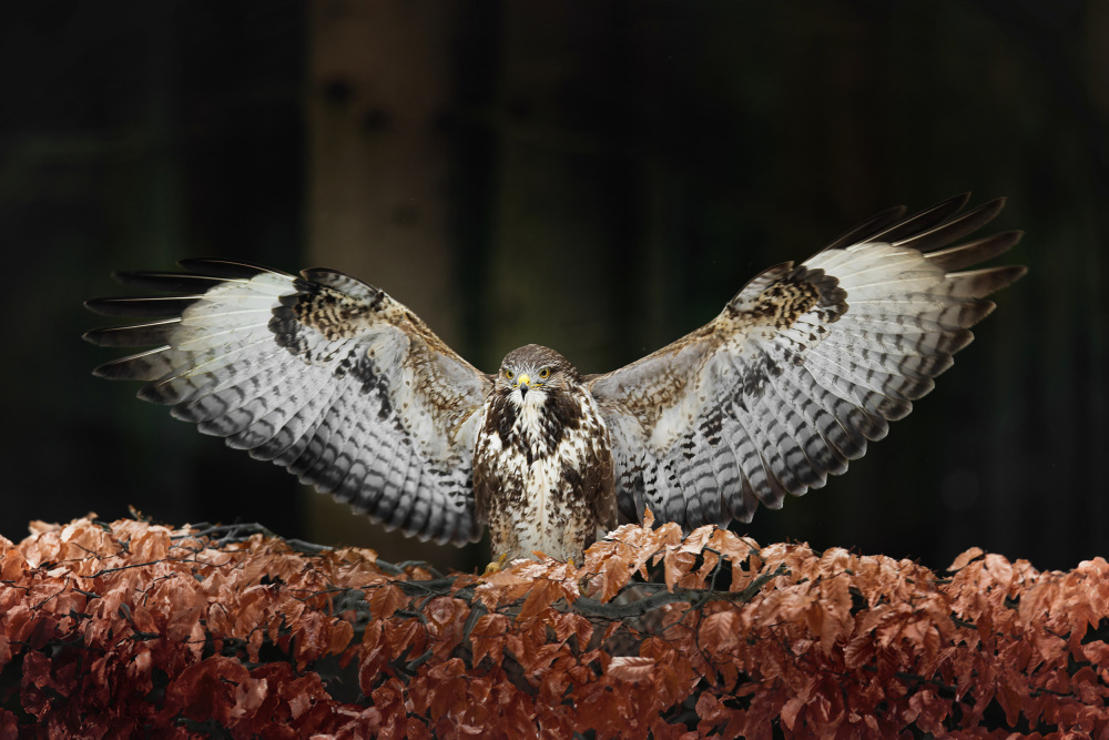 Majestic Buzzard Spreads Wings by Michaela Firešová — canvas wall art
