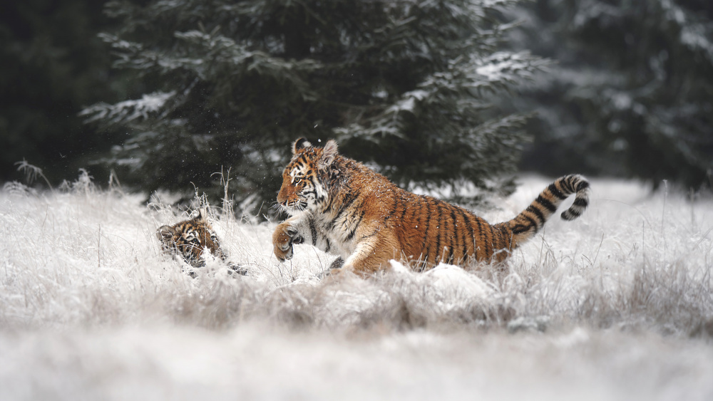 Playful Winter Tigers by Michaela Firešová — canvas wall art