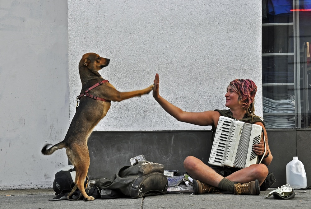 Busker Dog High Five by Jane Lyons — canvas wall art