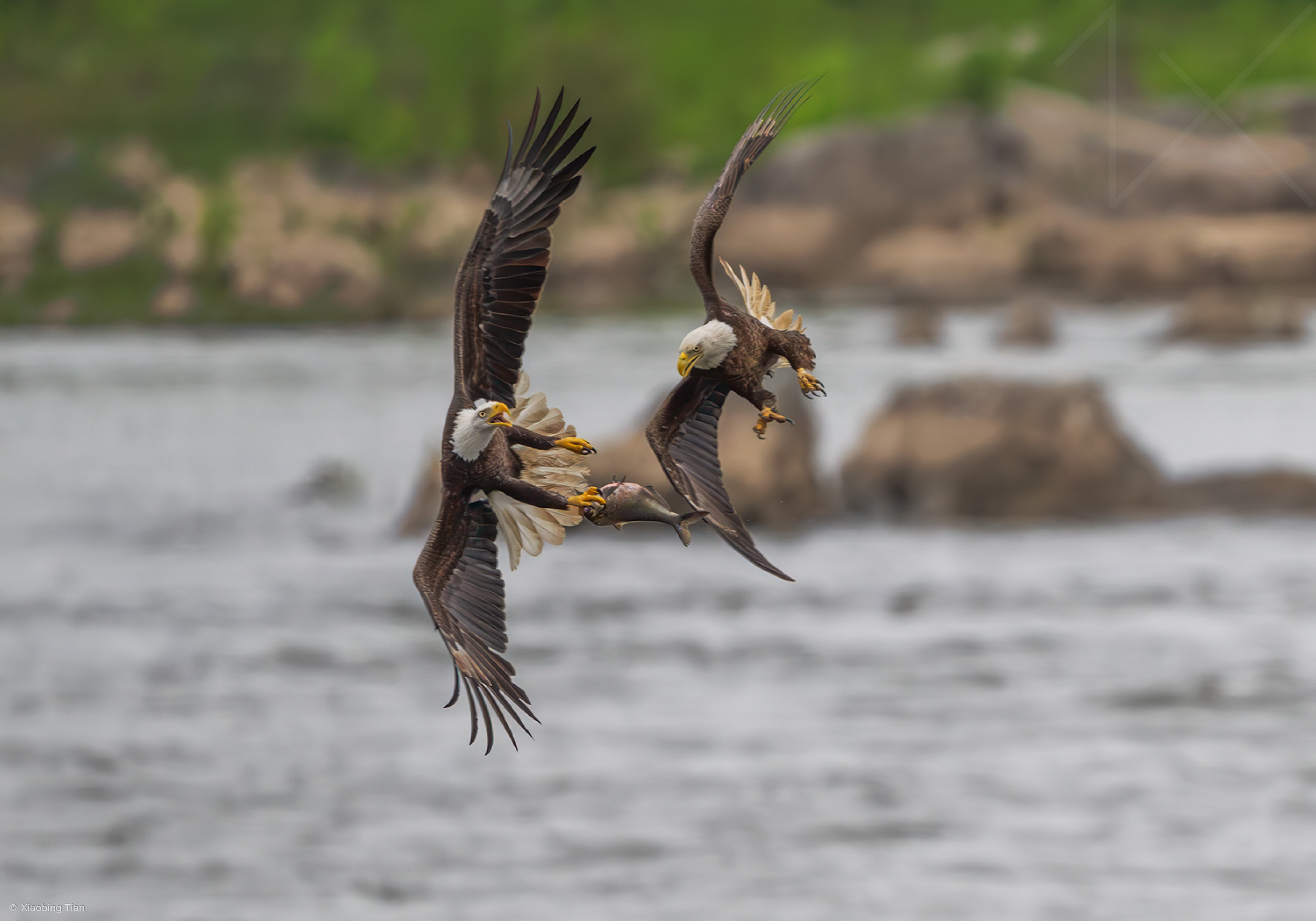 Bald Eagle
