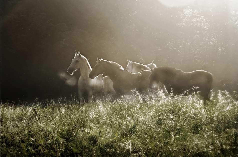 Misty Morning Horses by Milan Malovrh — canvas wall art