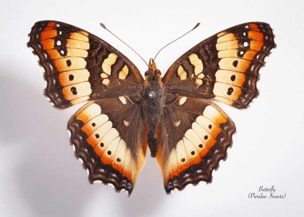 Vivid Spotted Butterfly by Johan Botha "Sabie" — canvas wall art