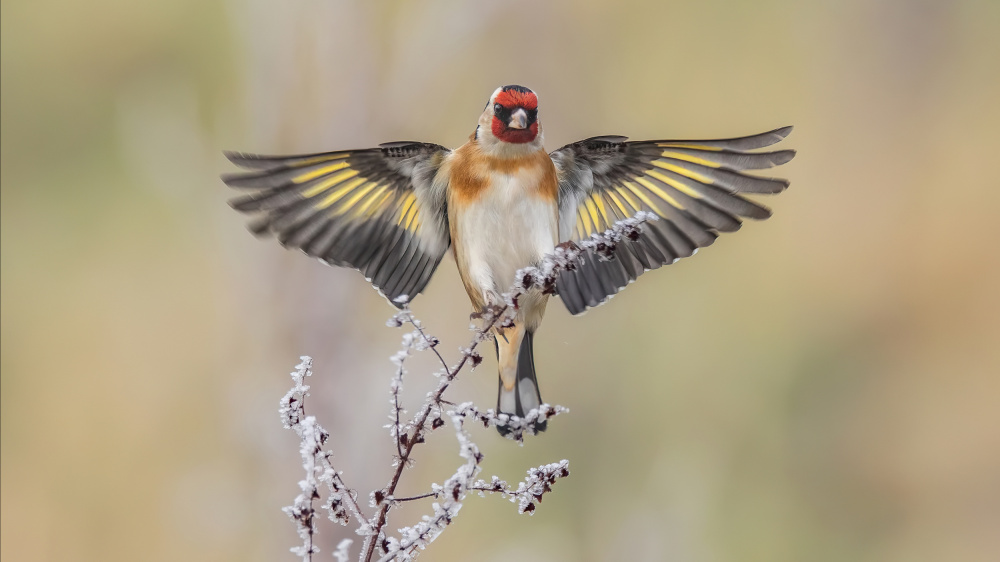 Goldfinch Winter Wings by Kieran O Mahony AIPF — canvas wall art