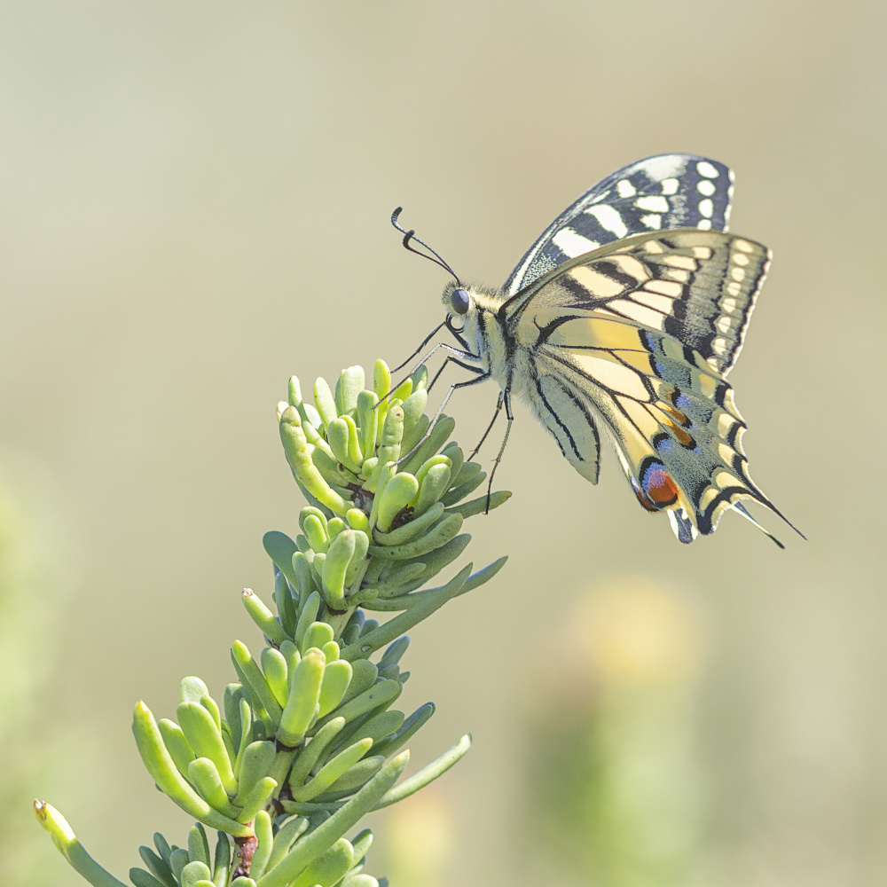 Delicate Swallowtail Butterfly by Benjamine Hullot Scalvenzi — canvas wall art