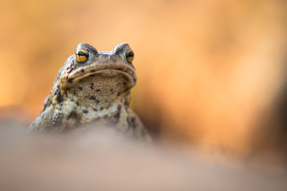 Watchful Forest Toad by Robert Adamec — canvas wall art