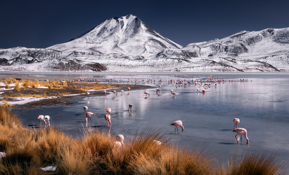 Frozen Lake Pink Flamingos by Karol Nienartowicz — canvas wall art