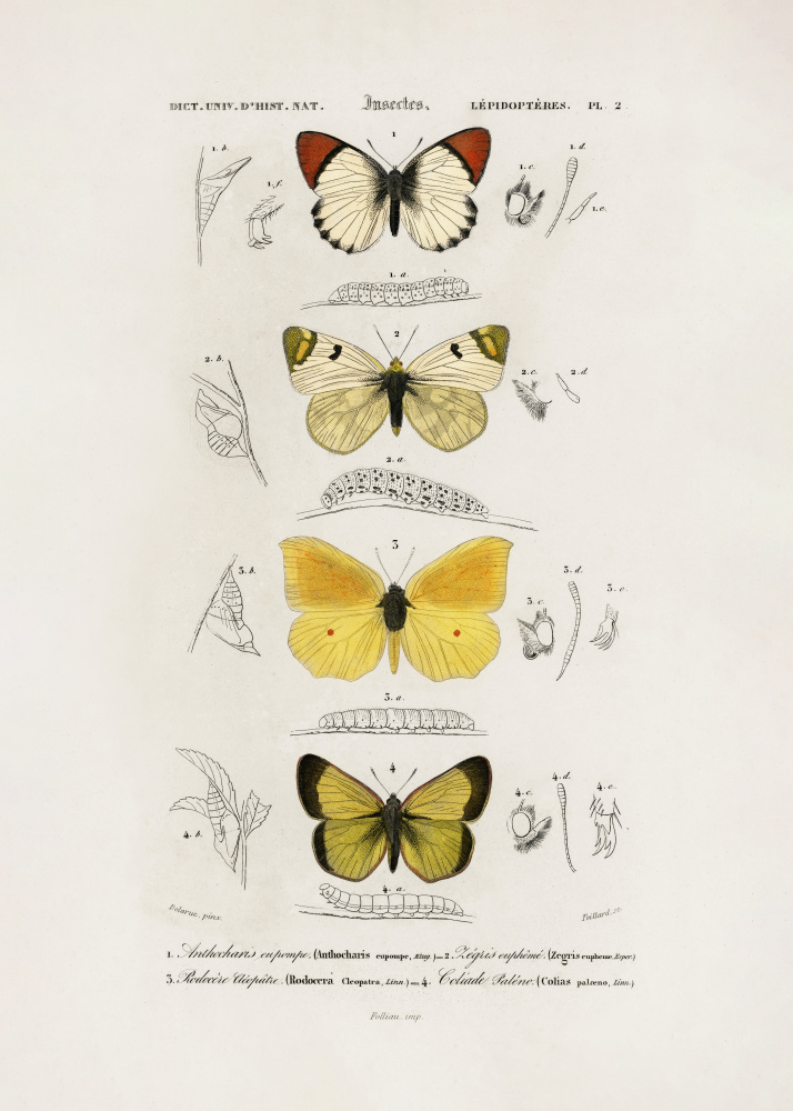 Different Types of Butterflies by Charles Dessalines D Orbigny — canvas wall art