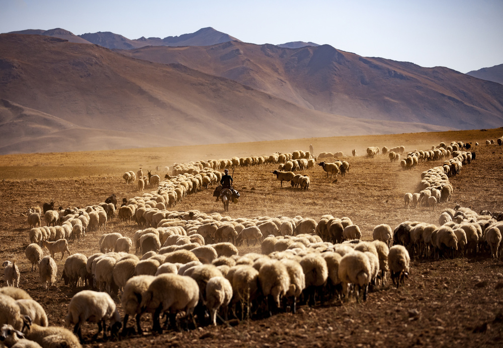 Shepherd's Mountain Journey by Murat Cacim — canvas wall art