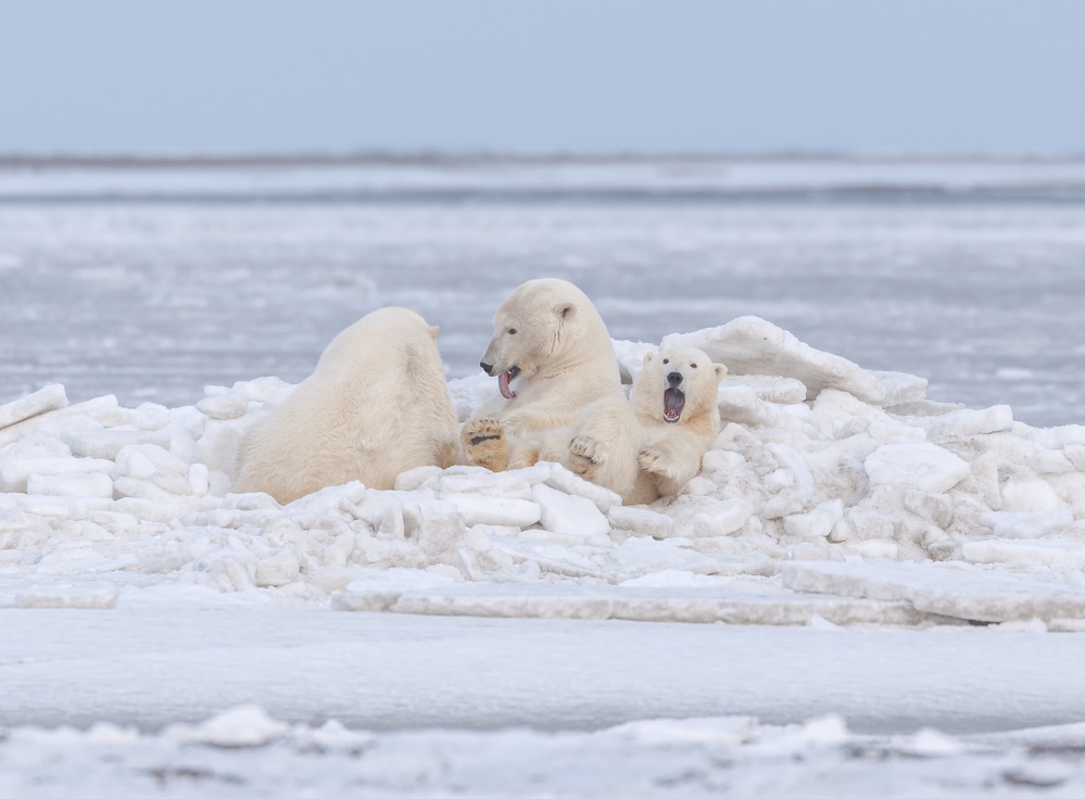 Our ice bed by Eiji Itoyama — canvas wall art
