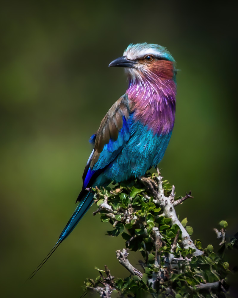Vibrant Lilac Roller by Amro — canvas wall art