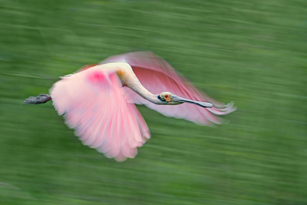 Pink Spoonbill in Flight by Cheng Chang — canvas wall art