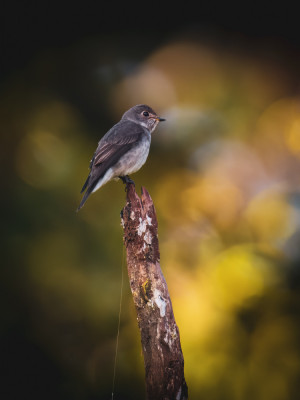 Cryptic Flycatcher Dark-sided Flycatcher by Sutan