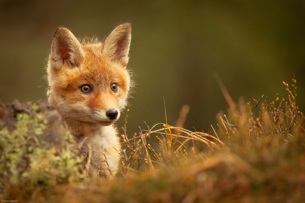 Fox by Robert Adamec — canvas wall art
