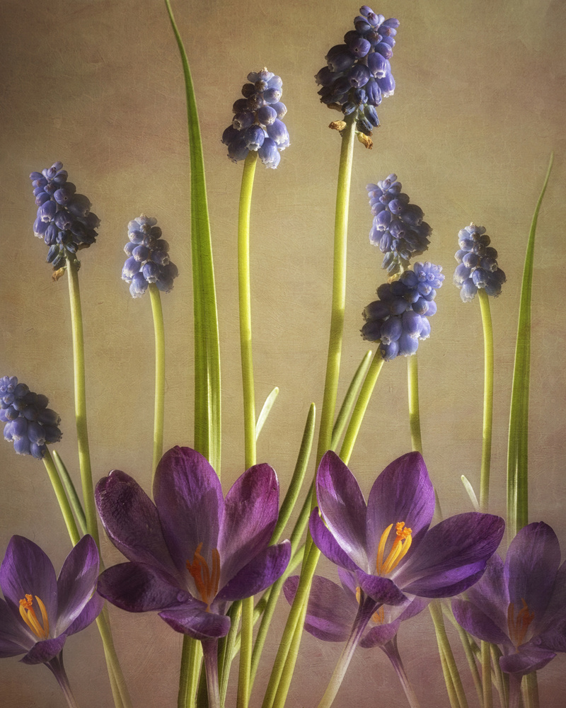 Spring Dance by Sharon Williams — canvas wall art