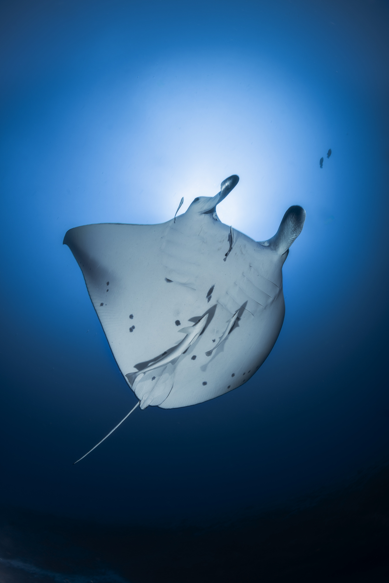 Manta and sunlight by Barathieu Gabriel