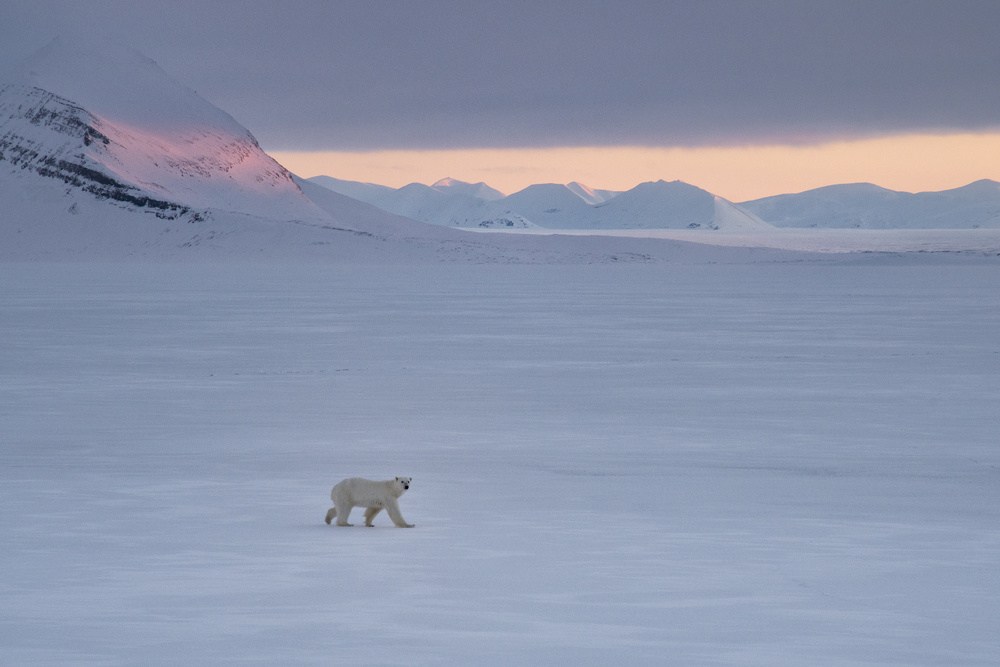 Polar Bear Arctic Twilight by Susanne Landolt — canvas wall art