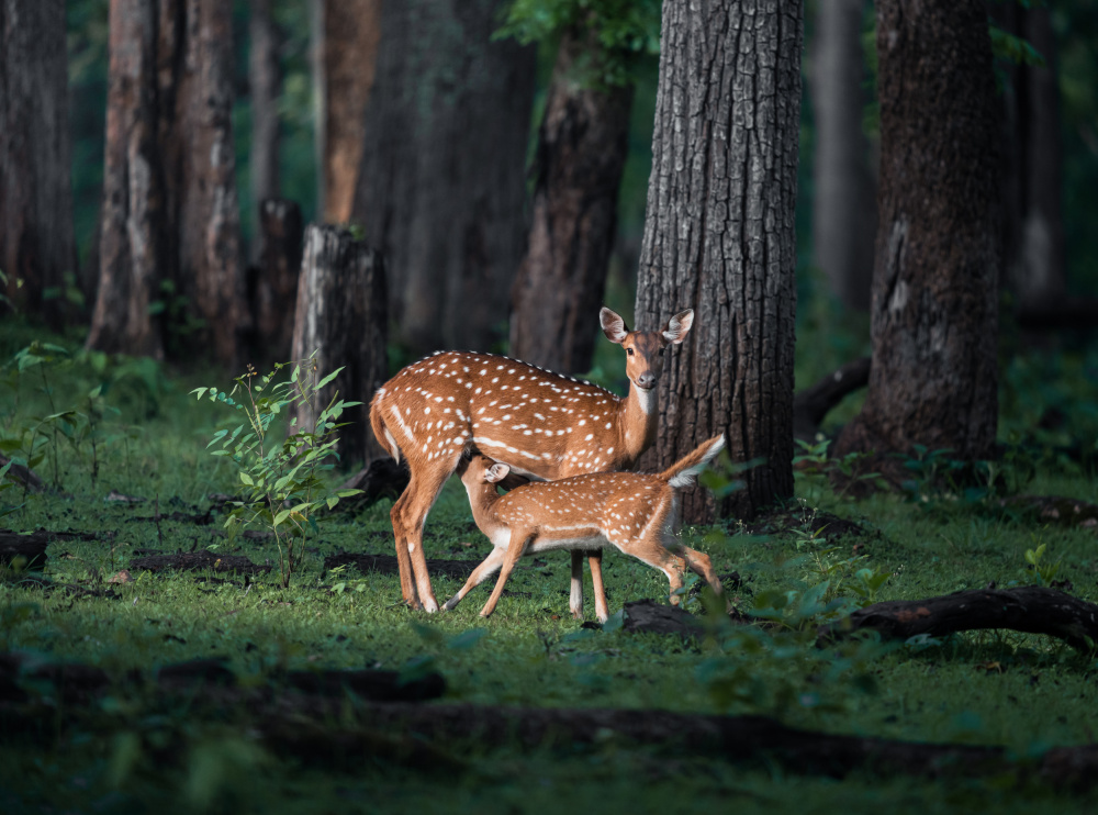 Mother Deer and Fawn by Chaitanya Rawat — canvas wall art