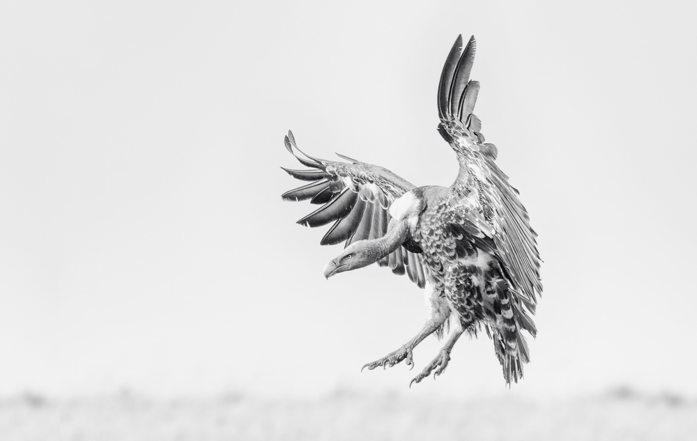 Monochrome Vulture Flight by Henry Zhao — canvas wall art