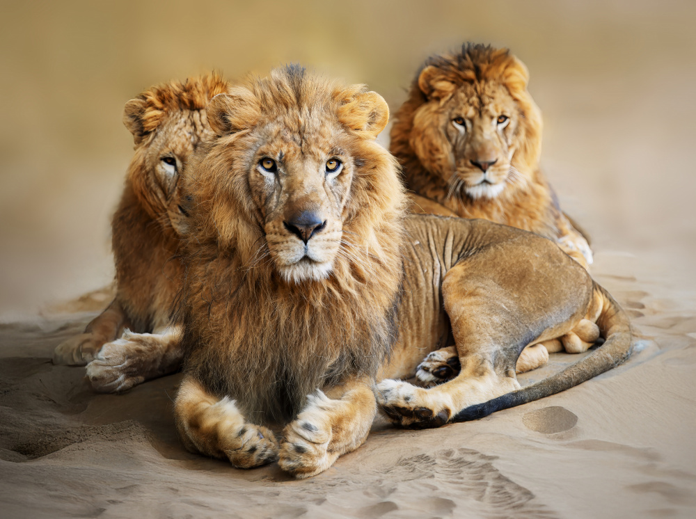 Three Majestic Lions by Yousef Abuaisheh — canvas wall art