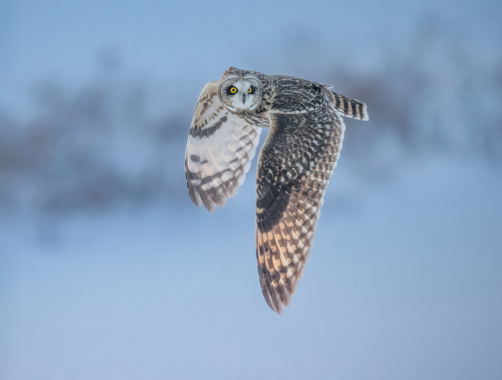 Majestic Owl in Flight by Jasmine Suo — canvas wall art