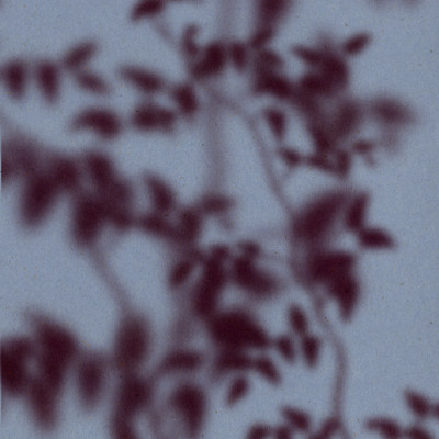Soft Botanical Shadows