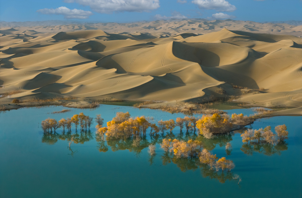 Golden Desert Oasis by Dennis Zhang — canvas wall art