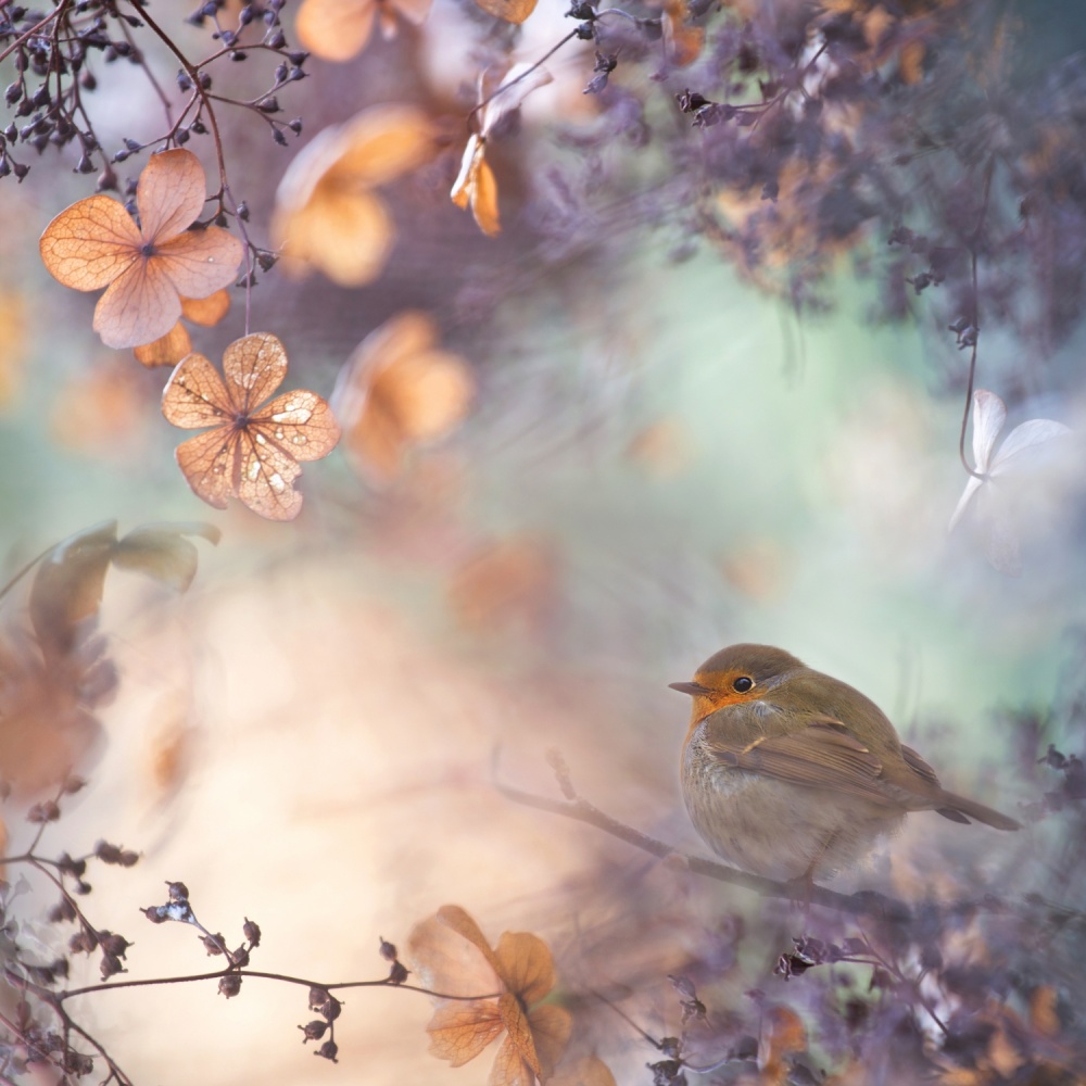 Dreamy Autumn Robin by Teuni — canvas wall art