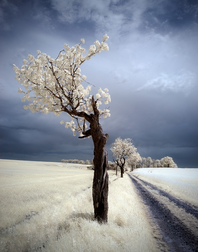 Ethereal White Tree Road by Piotr Krol (Bax) — canvas wall art