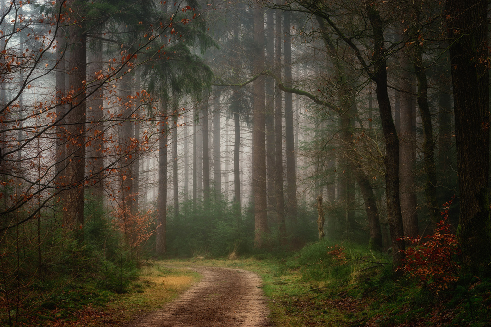 Misty Forest Path by Ellen Borggreve — canvas wall art