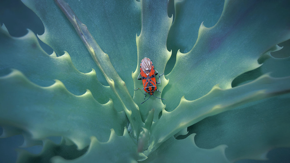 Red Bug on Succulent by Jimmy Hoffman — canvas wall art