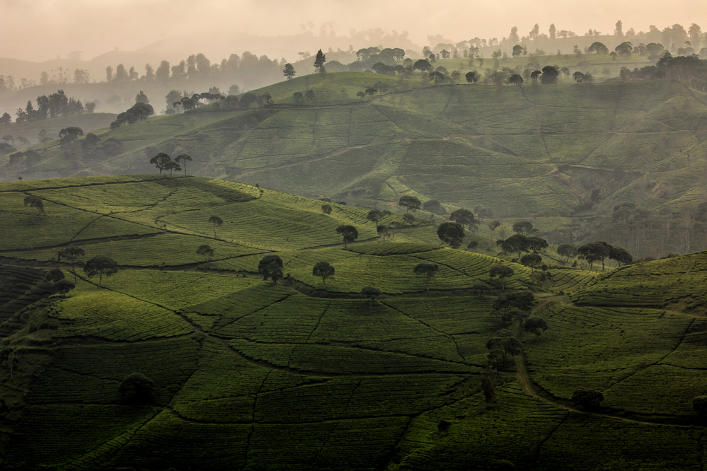 Misty Tea Hills by Gunarto Song — canvas wall art
