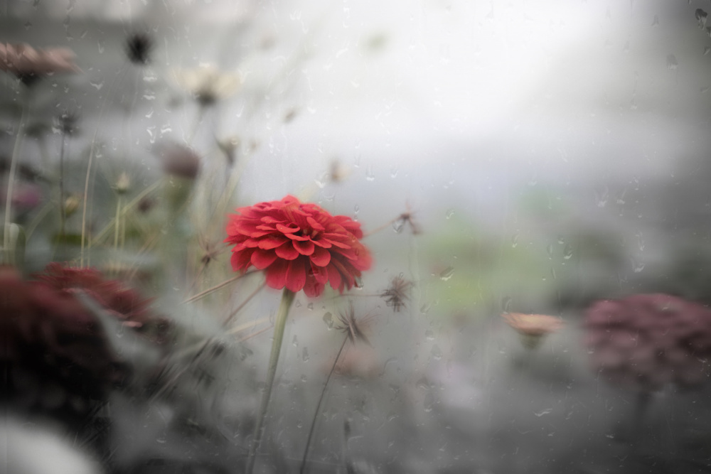 Rainy Garden Red Bloom by YoungIl Kim — canvas wall art