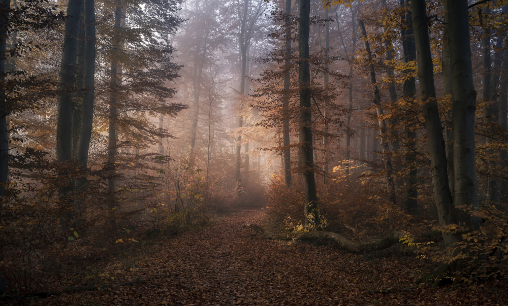 Misty Autumn Forest Path by Tom Meier — canvas wall art