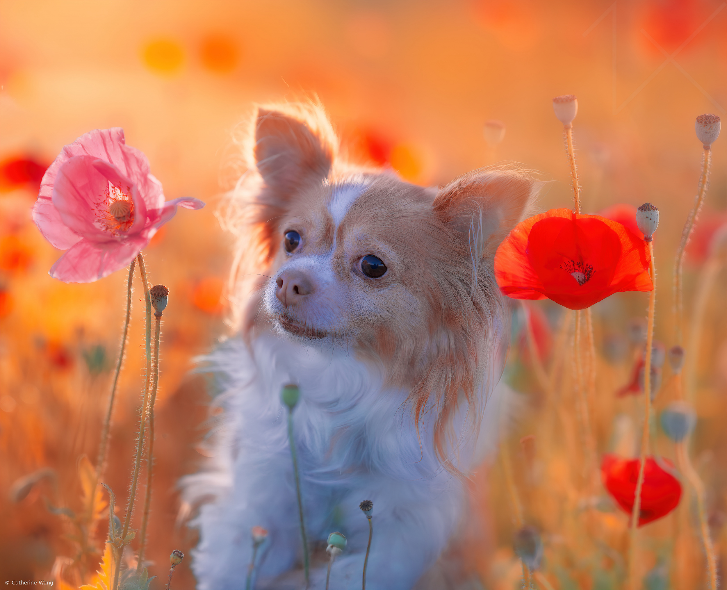 Miko in Poppies