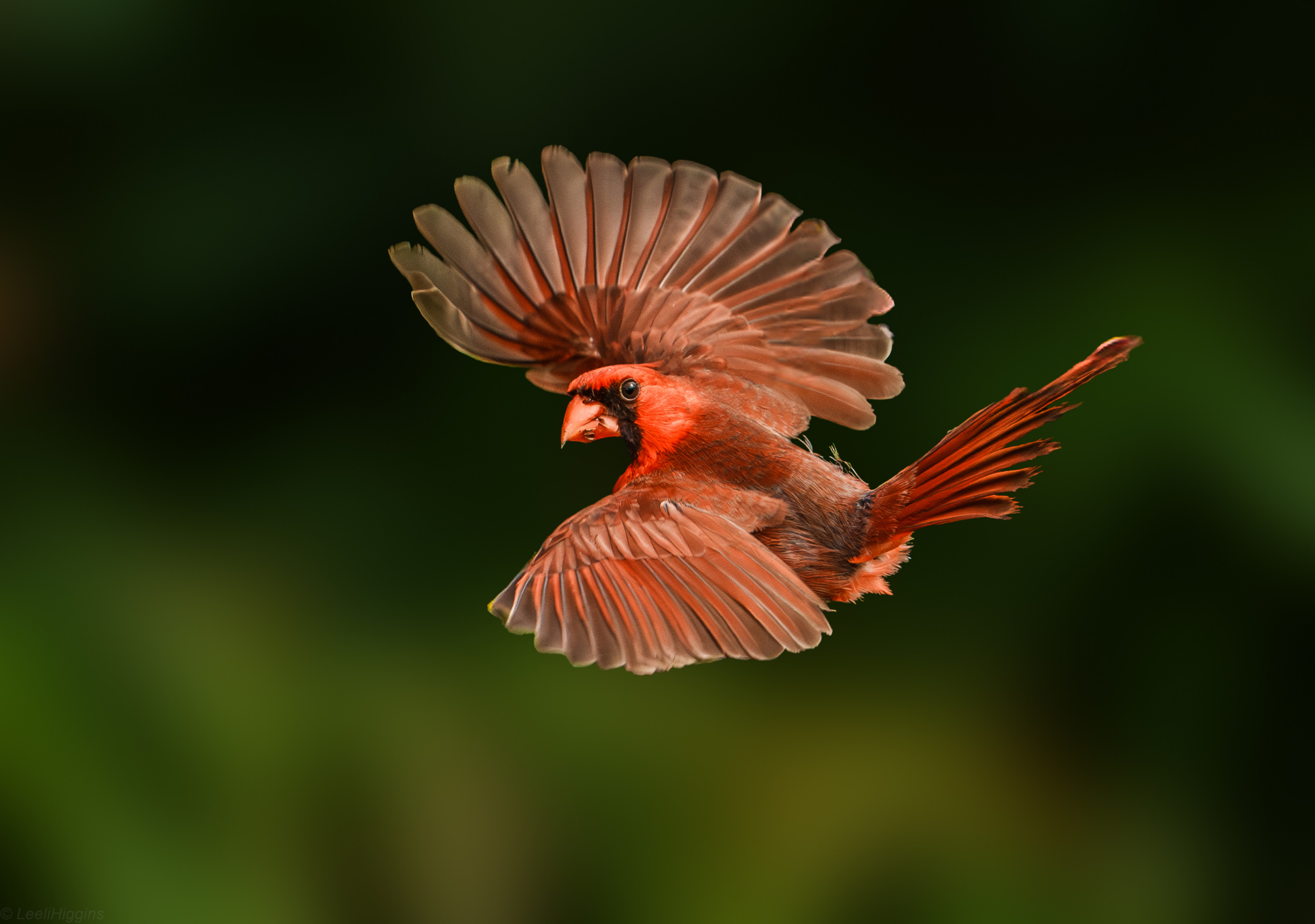 Northern Cardinal