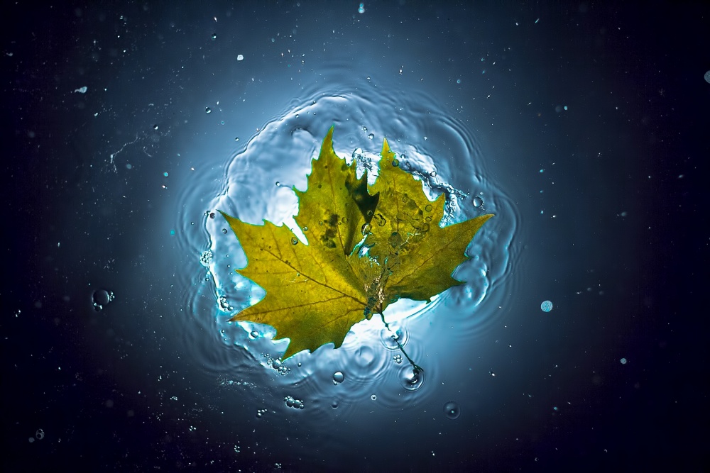 Golden Leaf In Water by Alexandar Lazarov — canvas wall art