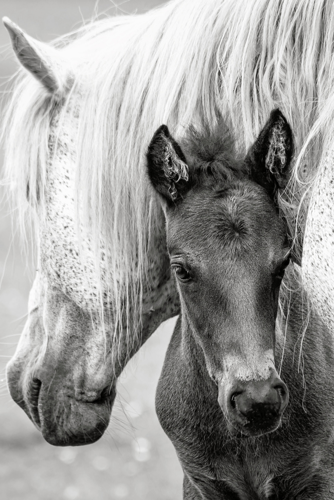 Mare and Foal by Jacky Parker — canvas wall art
