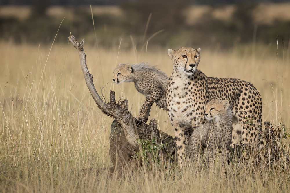 African Cheetah Family by Renee Doyle — canvas wall art