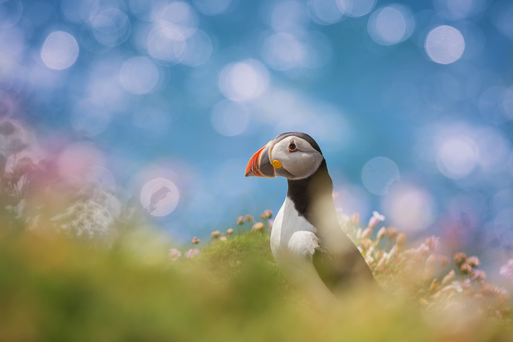 Coastal Puffin Portrait by Peter Krocka — canvas wall art