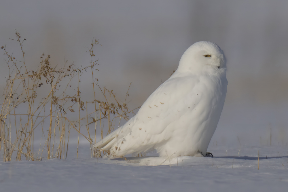 Serene Snowy Owl by Peter Stahl — canvas wall art