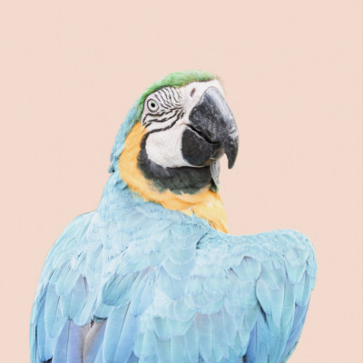 Blue Macaw