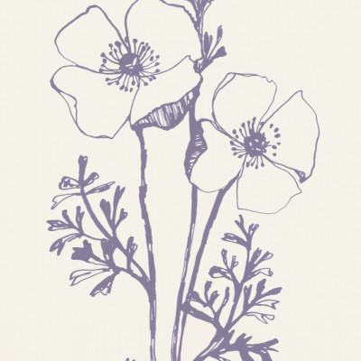 Poppies ink sketch