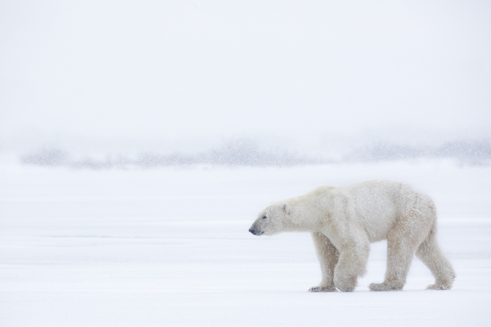 Polar Bear Winter Walk by Alessandro Catta — canvas wall art