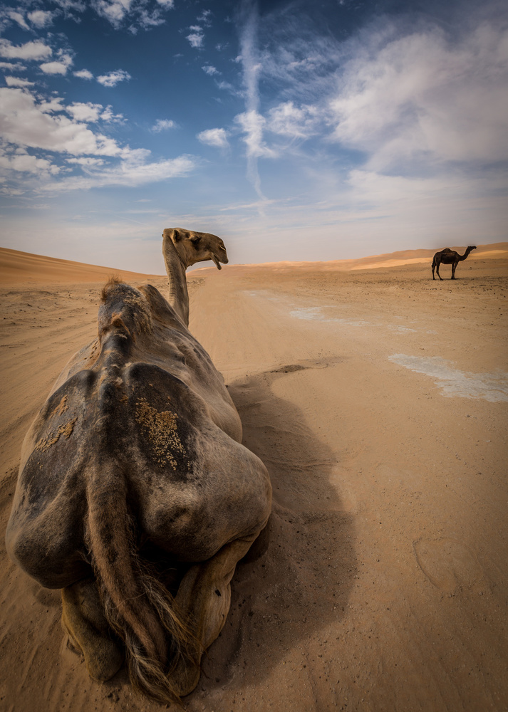 Desert Camel Rest by Khalid Jamal — canvas wall art