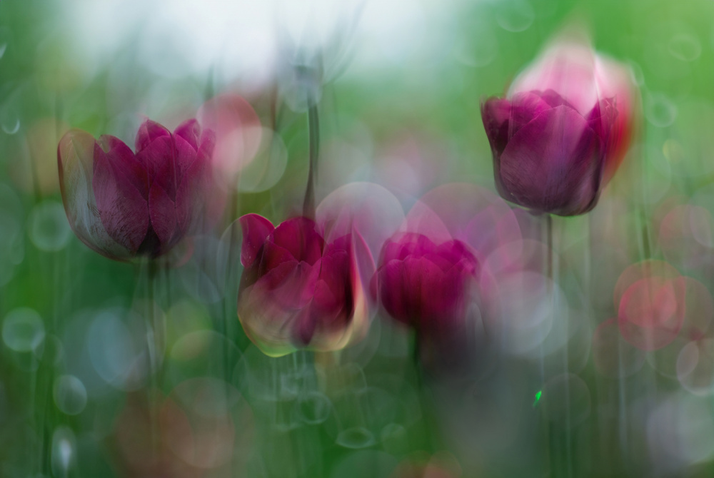 Dreamy Purple Tulips by YoungIl Kim — canvas wall art