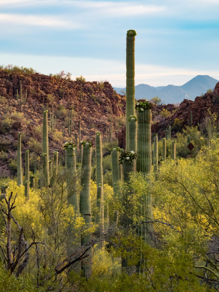 Blooming Saguaro Desert by GuruShots — canvas wall art
