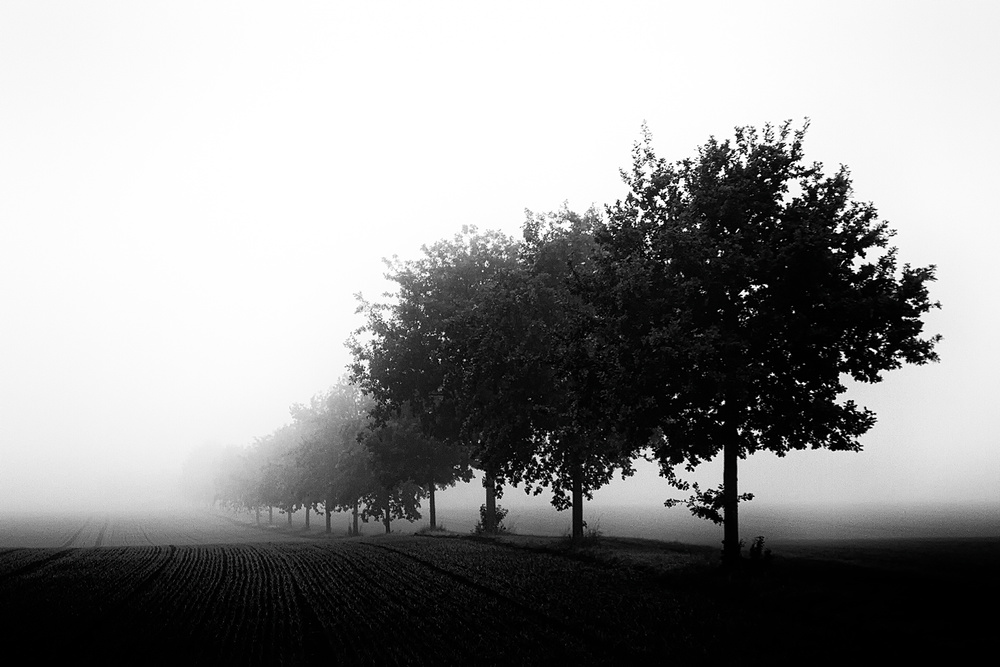 Misty Tree Line by Oliver Buchmann — canvas wall art